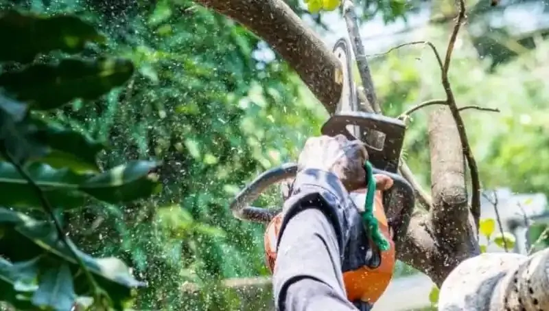 Land clearing and site preparation with a chainsaw