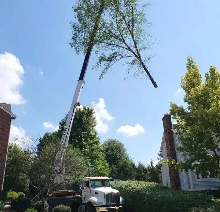 Crane-assisted tree removal showing heavy equipment and tree services